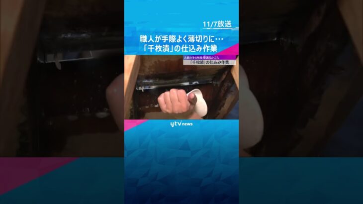 冬の味覚「千枚漬」仕込み作業始まる　「聖護院かぶら」を丸く並べ5日間ほど漬け込み全国に出荷　京都　#shorts　#読売テレビニュース