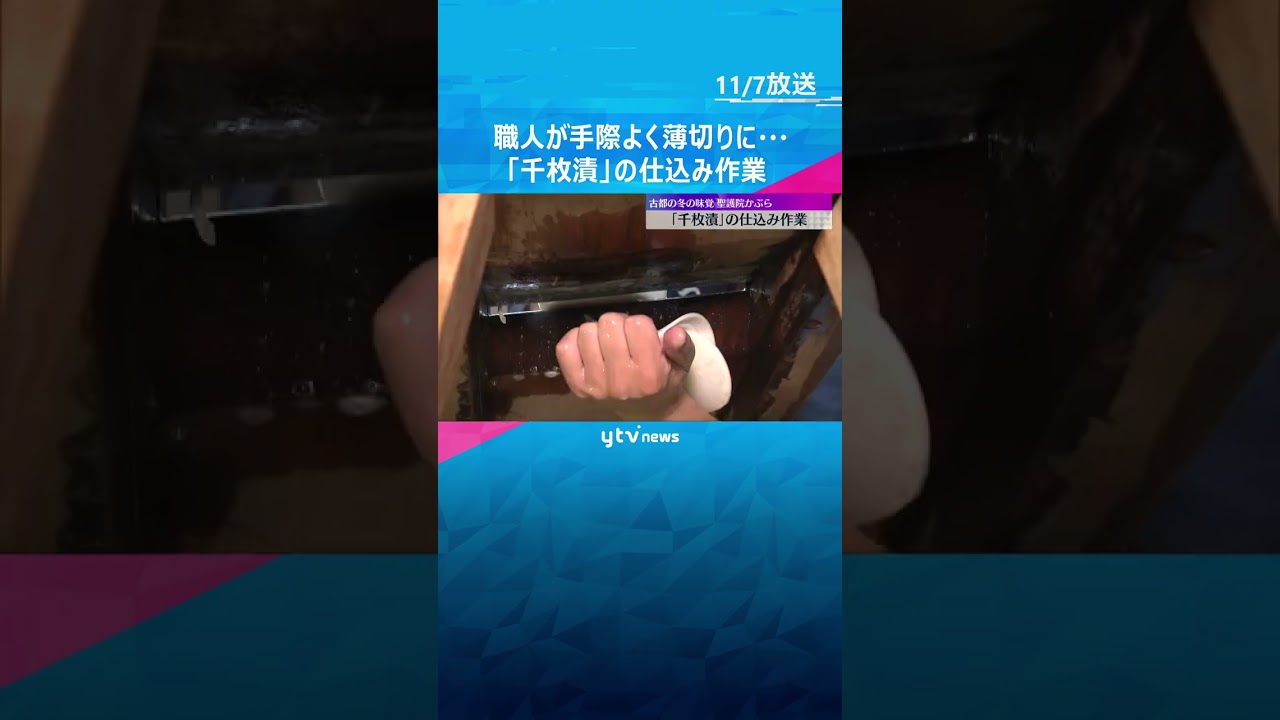 冬の味覚「千枚漬」仕込み作業始まる　「聖護院かぶら」を丸く並べ5日間ほど漬け込み全国に出荷　京都　#shorts　#読売テレビニュース