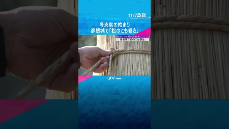 『立冬』冬支度始まる　国宝・彦根城で伝統行事『松のこも巻き』約100本の松に冬の装い　#shorts　#読売テレビニュース