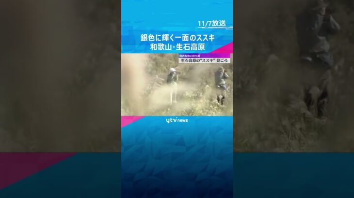 銀色に輝くススキの大パノラマ　関西有数の群生地・和歌山県の生石高原　見ごろは11月中旬ごろまで　#shorts　#読売テレビニュース