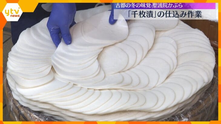 冬の味覚「千枚漬」仕込み作業始まる　「聖護院かぶら」を丸く並べ5日間ほど漬け込み全国に出荷　京都