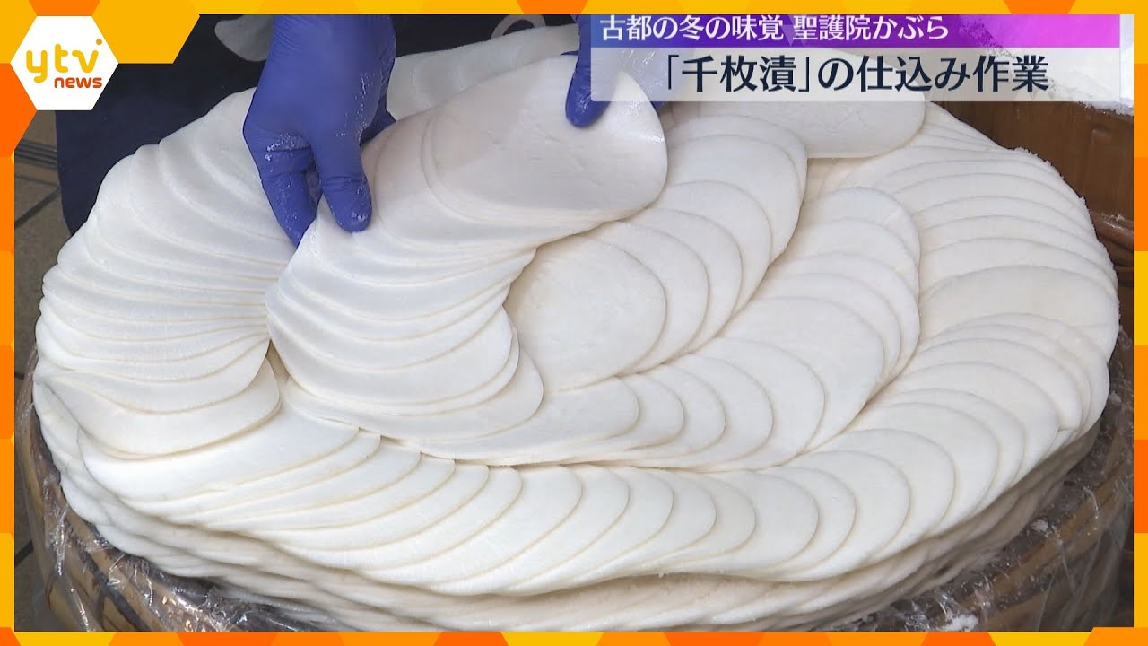 冬の味覚「千枚漬」仕込み作業始まる　「聖護院かぶら」を丸く並べ5日間ほど漬け込み全国に出荷　京都