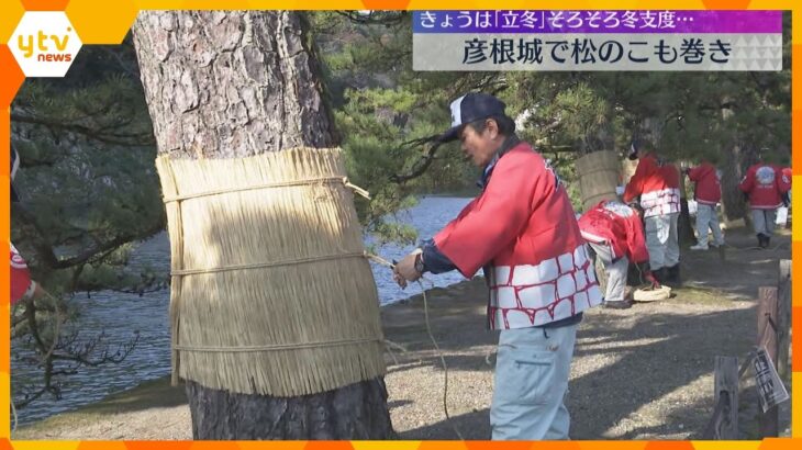 『立冬』冬支度始まる　国宝・彦根城で伝統行事『松のこも巻き』約100本の松に冬の装い　
