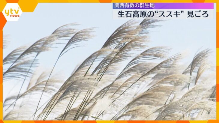 銀色に輝くススキの大パノラマ　関西有数の群生地・和歌山県の生石高原　見ごろは11月中旬ごろまで