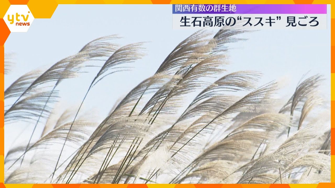 銀色に輝くススキの大パノラマ　関西有数の群生地・和歌山県の生石高原　見ごろは11月中旬ごろまで