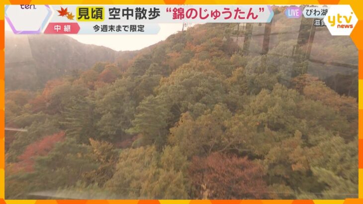 【紅葉中継】びわ湖バレイ①ロープウェイから眺める動く絶景　眼下に広がる紅葉のじゅうたん　滋賀
