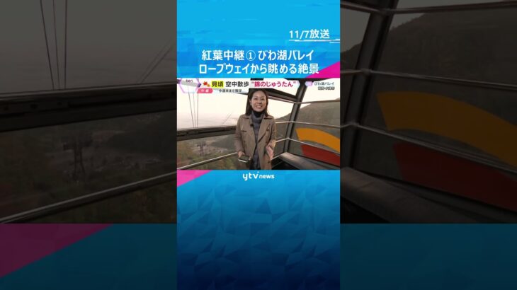 【紅葉中継】びわ湖バレイ①ロープウェイから眺める動く絶景　眼下に広がる紅葉のじゅうたん　滋賀　#shorts #読売テレビニュース