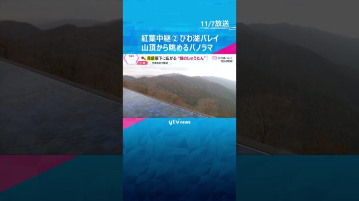 【紅葉中継】びわ湖バレイ②山頂から眺める壮大なパノラマ　空と湖と紅葉が織りなす絶景　滋賀　#shorts #読売テレビニュース　