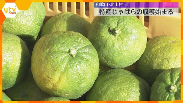 日本で唯一の飛び地・和歌山県北山村で特産品『じゃばら』の収穫始まる「邪を払う」地元の縁起物　