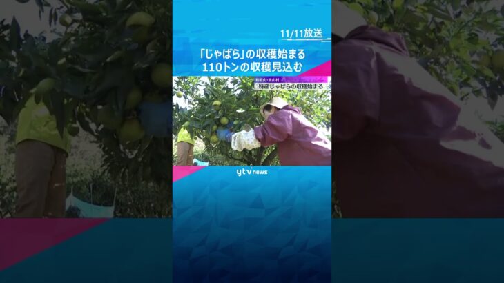 日本で唯一の飛び地・和歌山県北山村で特産品『じゃばら』の収穫始まる「邪を払う」地元の縁起物　 #shorts #読売テレビニュース