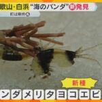 ”パンダロス”に揺れる和歌山・白浜町　新種の『白黒動物』を発見　パンダに代わる人気者になれる？