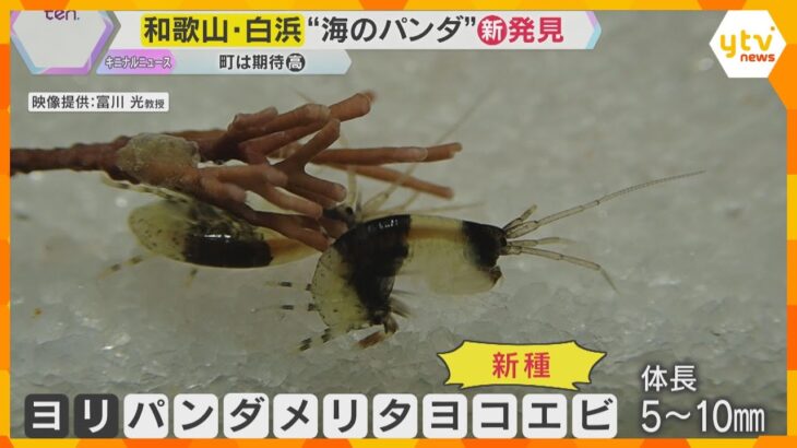 ”パンダロス”に揺れる和歌山・白浜町　新種の『白黒動物』を発見　パンダに代わる人気者になれる？
