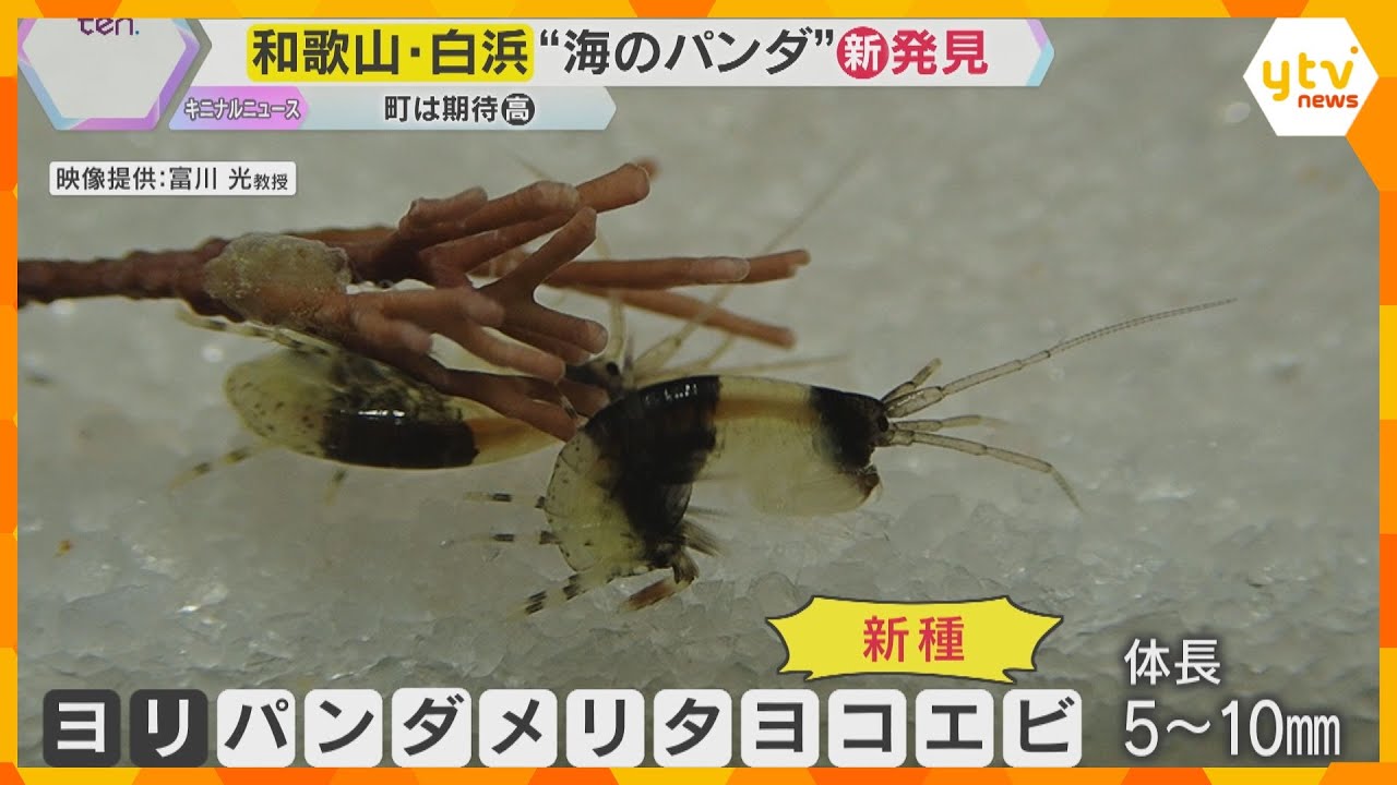 ”パンダロス”に揺れる和歌山・白浜町　新種の『白黒動物』を発見　パンダに代わる人気者になれる？