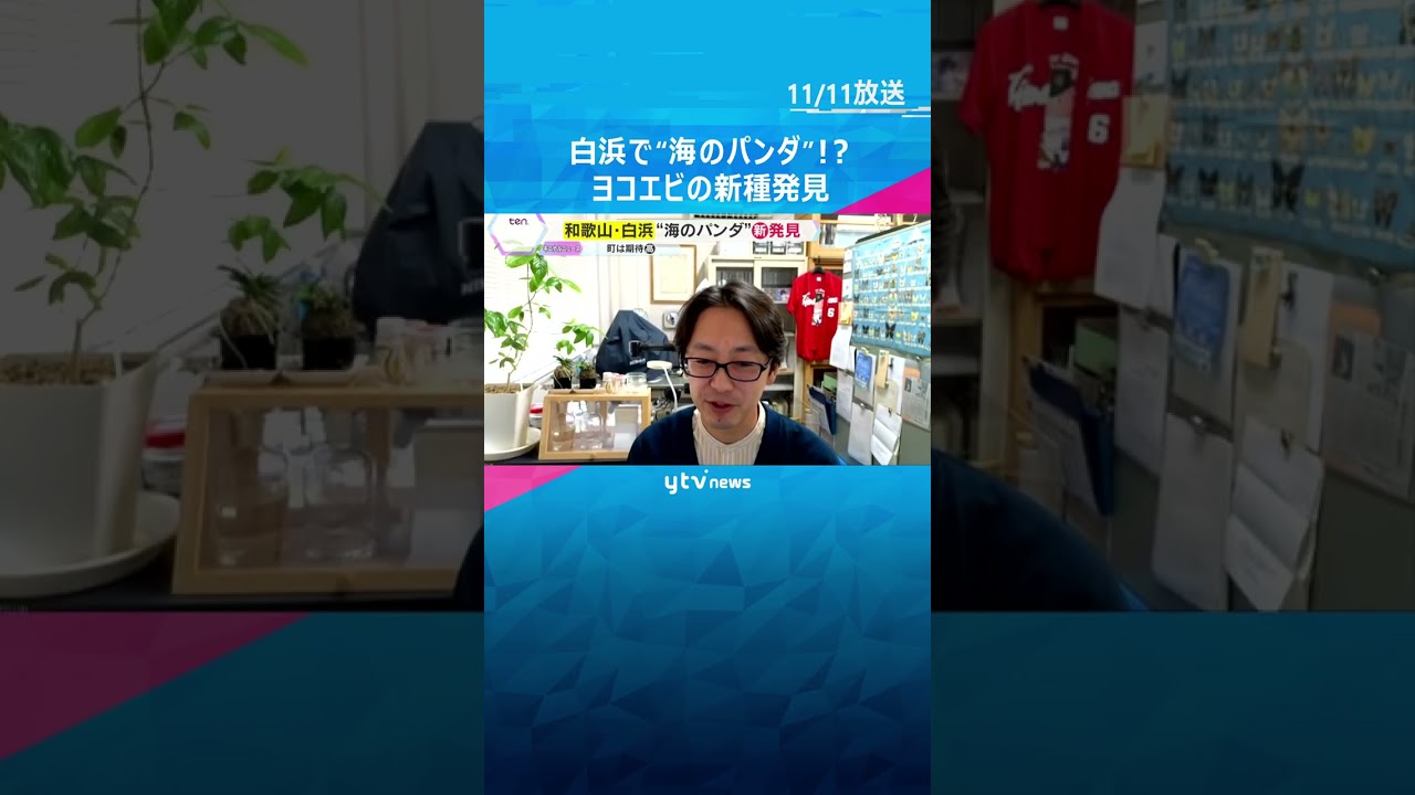 ”パンダロス”に揺れる和歌山・白浜町　新種の『白黒動物』を発見　パンダに代わる人気者になれる？　#shorts #読売テレビニュース