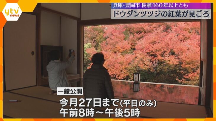 「普通の紅葉と全然違ちがう」ドウダンツツジの紅葉が見ごろ　樹齢160年以上とも　兵庫・豊岡市