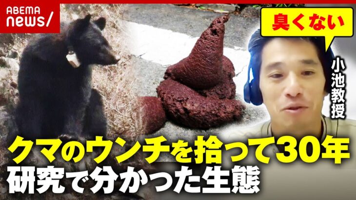 【クマの生態】何を食べている？なぜ集落に執着？3000個のウンチ研究で分かったこと「クマが森をつくる」｜ABEMA的ニュースショー