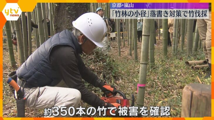 「地元として残念、悲しい」竹への落書きが急増の京都・嵐山『竹林の小径』沿道の22本を試験的に伐採