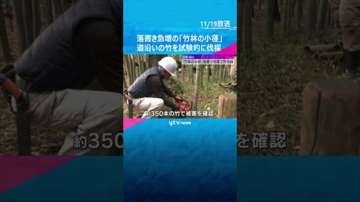 「地元として残念、悲しい」竹への落書きが急増の京都・嵐山『竹林の小径』沿道の22本を試験的に伐採　#shorts #読売テレビニュース