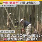 「竹林の小径」の“落書き”対策で竹伐採　ゴミ問題も「スマートゴミ箱」設置等で対策進む　京都・嵐山