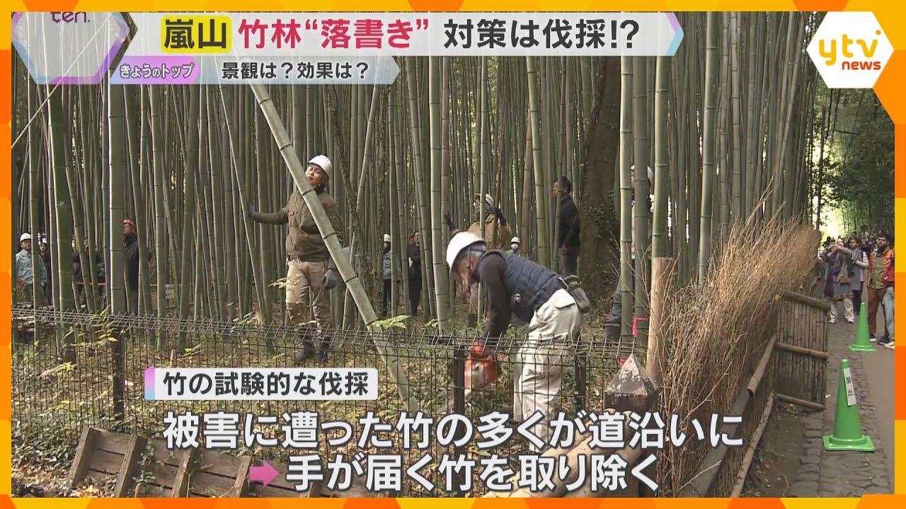 「竹林の小径」の“落書き”対策で竹伐採　ゴミ問題も「スマートゴミ箱」設置等で対策進む　京都・嵐山