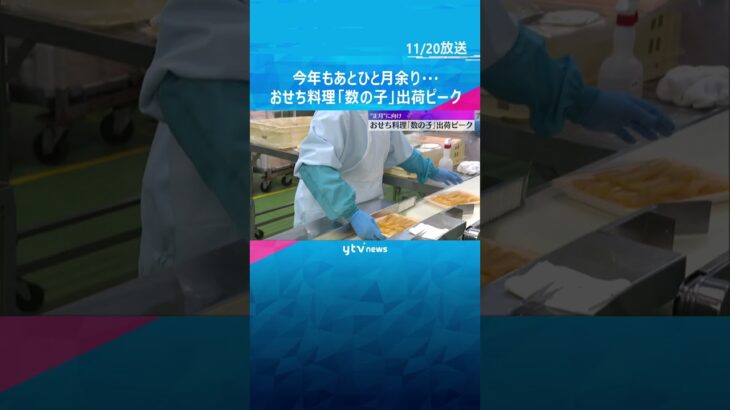 今年もあとひと月余り…おせち料理「数の子」出荷ピーク　ニシンの卵の薄い皮を手作業で剥がし選別　#shorts　#読売テレビニュース
