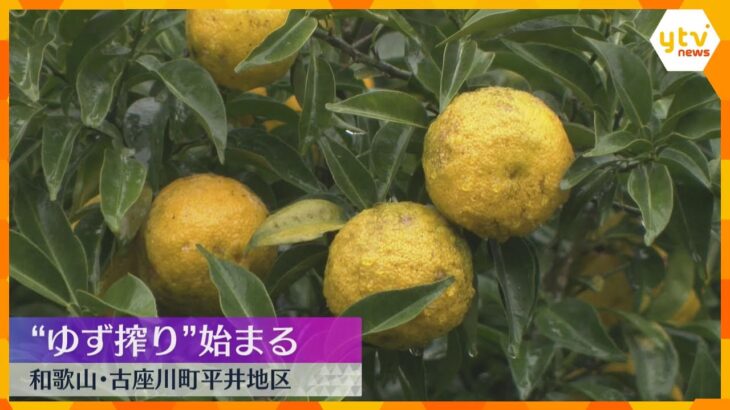 和歌山・古座川町でゆず搾り始まる　ジャムなど加工用原料として全国に出荷　約80トンの収穫見込む