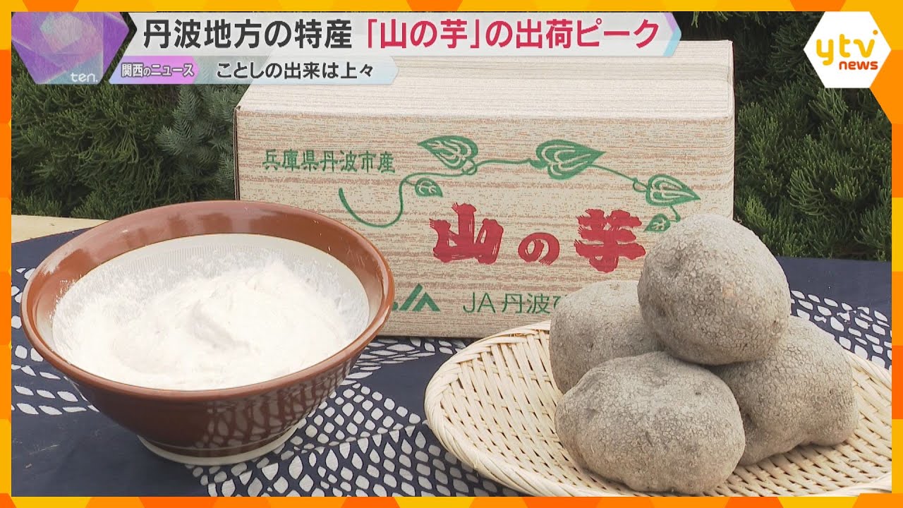すりおろした時の強い粘りが特徴「山の芋」出荷が最盛期　黒豆や栗と並ぶ兵庫・丹波地方の秋の味覚