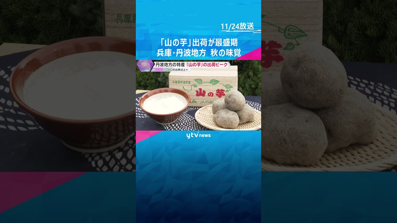 すりおろした時の強い粘りが特徴「山の芋」出荷が最盛期　黒豆や栗と並ぶ兵庫・丹波地方の秋の味覚 #shorts #読売テレビニュース