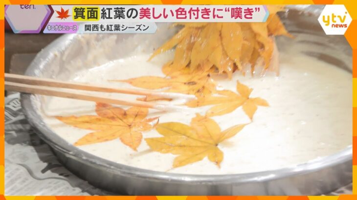 紅葉見頃も名物「もみじの天ぷら」ピンチ　猛暑で変色や枯れてしまい食用の収穫量半減　大阪・箕面公園