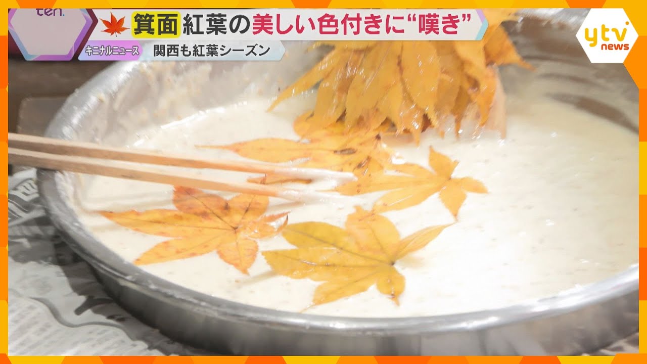 紅葉見頃も名物「もみじの天ぷら」ピンチ　猛暑で変色や枯れてしまい食用の収穫量半減　大阪・箕面公園