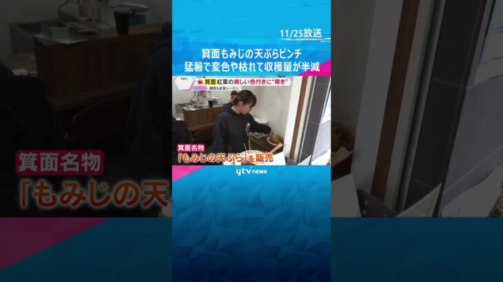 紅葉見頃も名物「もみじの天ぷら」ピンチ　猛暑で変色や枯れてしまい食用の収穫量半減　大阪・箕面公園　#shorts　#読売テレビニュース