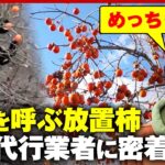 【放置柿】高齢化で…クマに怯えながら無料で収穫する代行業者に密着「補助金は出ない」クマはいつまで出没？｜ABEMA的ニュースショー
