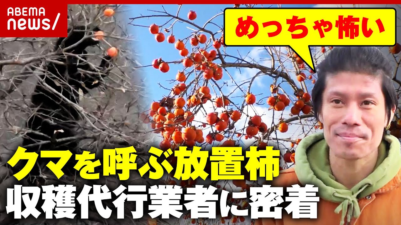 【放置柿】高齢化で…クマに怯えながら無料で収穫する代行業者に密着「補助金は出ない」クマはいつまで出没？｜ABEMA的ニュースショー