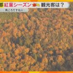 【空から中継】京都の紅葉はいまが見ごろ「くっきりと赤く色づく」嵐山の渡月橋には多くの観光客