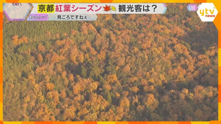 【空から中継】京都の紅葉はいまが見ごろ「くっきりと赤く色づく」嵐山の渡月橋には多くの観光客