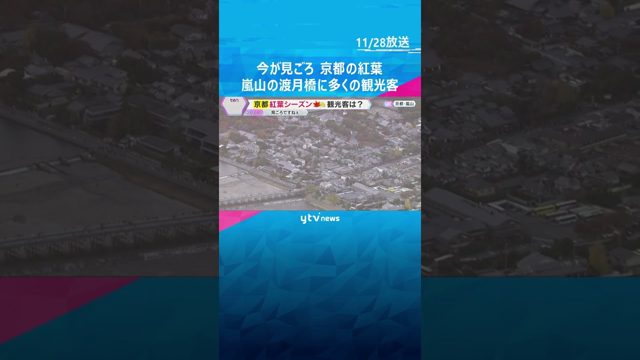 【空から中継】京都の紅葉はいまが見ごろ「くっきりと赤く色づく」嵐山の渡月橋には多くの観光客　#shorts　#読売テレビニュース