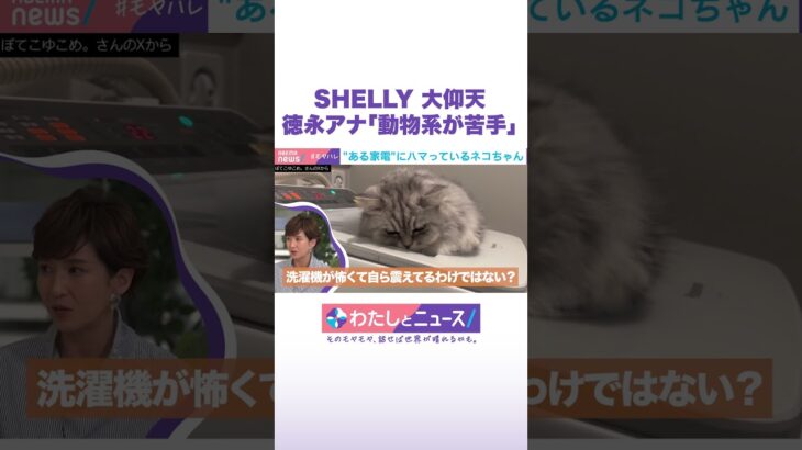 SHELLY 大仰天 徳永アナ「動物系が苦手」 #わたしとニュース #Shorts