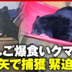【緊迫の2時間】麻酔吹き矢が3発命中…“りんご爆食いクマ”捕獲ドキュメント いたずらフェイク熊画像で街が大騒動｜ABEMA的ニュースショー