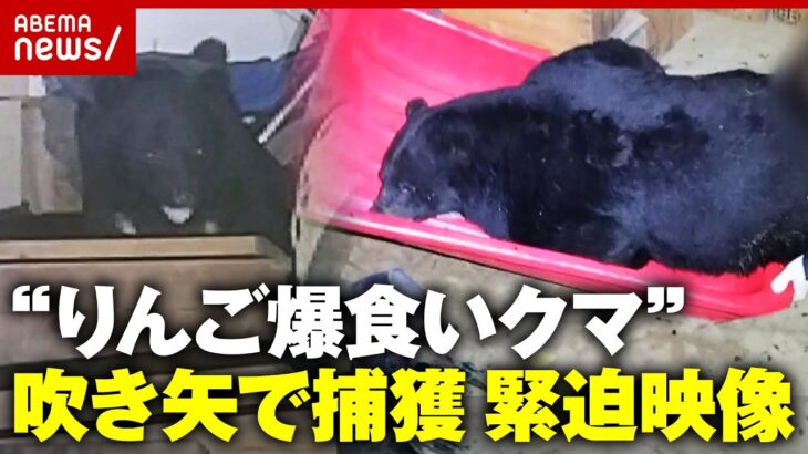 【緊迫の2時間】麻酔吹き矢が3発命中…“りんご爆食いクマ”捕獲ドキュメント いたずらフェイク熊画像で街が大騒動｜ABEMA的ニュースショー