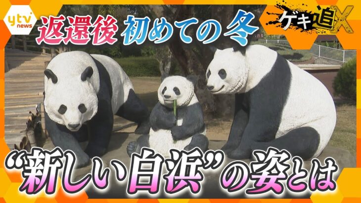 30年ぶり“パンダ不在の白浜”迎えた閑散期・冬の現況はいかに⁈新たな観光戦略を模索する人たち【かんさい情報ネット ten.特集/ゲキ追X】