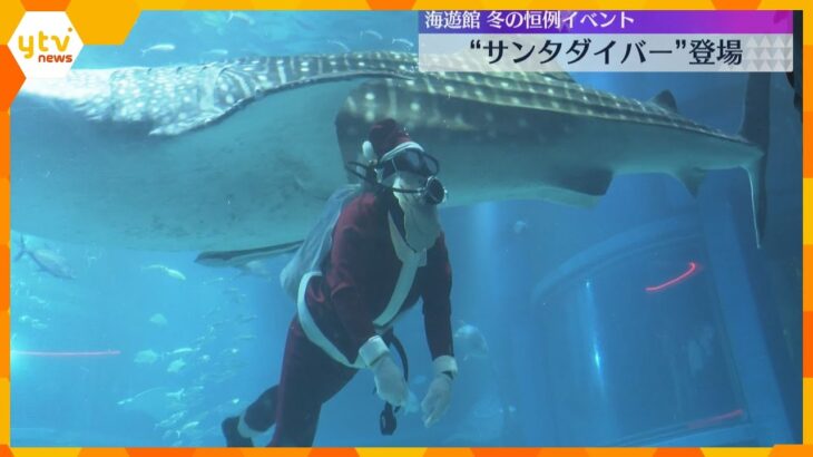 「かっこいい！」ジンベイザメと一緒に泳ぐサンタクロース　海遊館のクリスマスイベント
