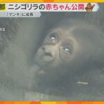「小さくてかわいい」「目に入れても痛くない」絶滅の恐れが高い希少種・ニシゴリラの赤ちゃん一般公開
