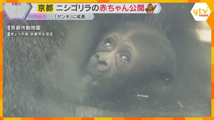 「小さくてかわいい」「目に入れても痛くない」絶滅の恐れが高い希少種・ニシゴリラの赤ちゃん一般公開