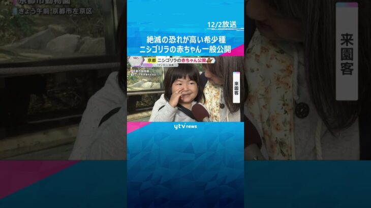 「小さくてかわいい」「目に入れても痛くない」絶滅の恐れが高い希少種・ニシゴリラの赤ちゃん一般公開　 #shorts　#読売テレビニュース