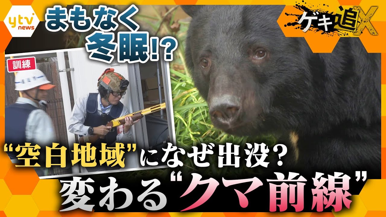 変わる“クマ前線”　関西で“空白地域”にクマ出没なぜ？冬眠の季節は？人とクマとの距離のとり方とは【かんさい情報ネット ten.／ゲキ追X】