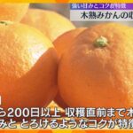 とろけるようなコク「木熟みかん」収穫始まる　前年1.5倍1200トンの出荷見込む　和歌山・田辺市