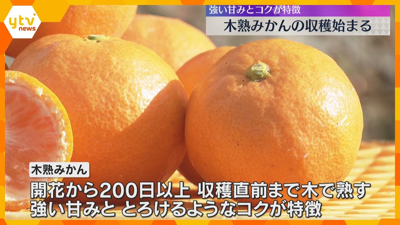 とろけるようなコク「木熟みかん」収穫始まる　前年1.5倍1200トンの出荷見込む　和歌山・田辺市