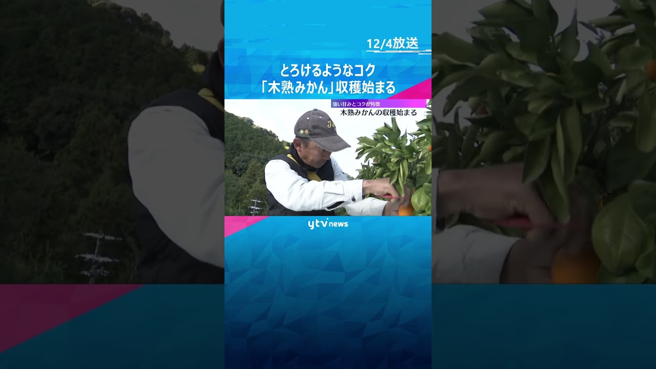 とろけるようなコク「木熟みかん」収穫始まる　前年1.5倍1200トンの出荷見込む　和歌山・田辺市　#shorts　#読売テレビニュース