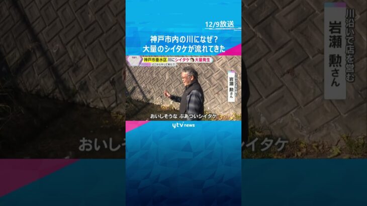 【謎】どうして？どこから？”おびただしい数”のシイタケ　神戸市垂水区の川に出現、誰かが捨てた？　#shorts　#読売テレビニュース
