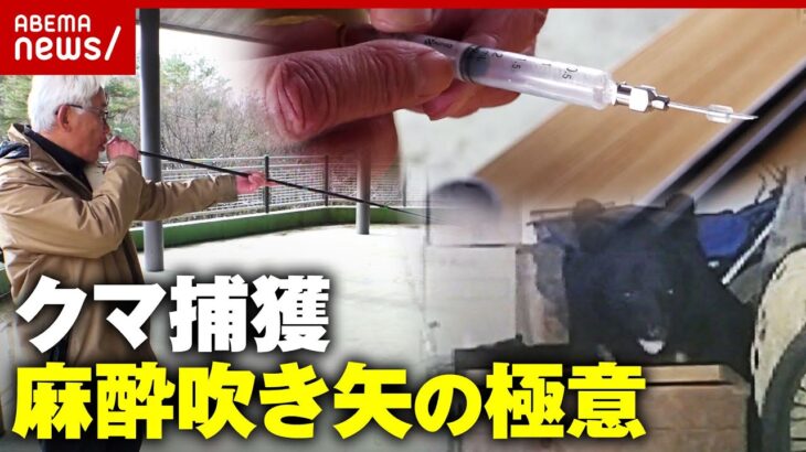 【麻酔吹き矢】「クマは撃とうとするとこちらを向く…いかに2本目を1本目の前から考えるか」名手が明かす捕獲の舞台裏｜ABEMA的ニュースショー